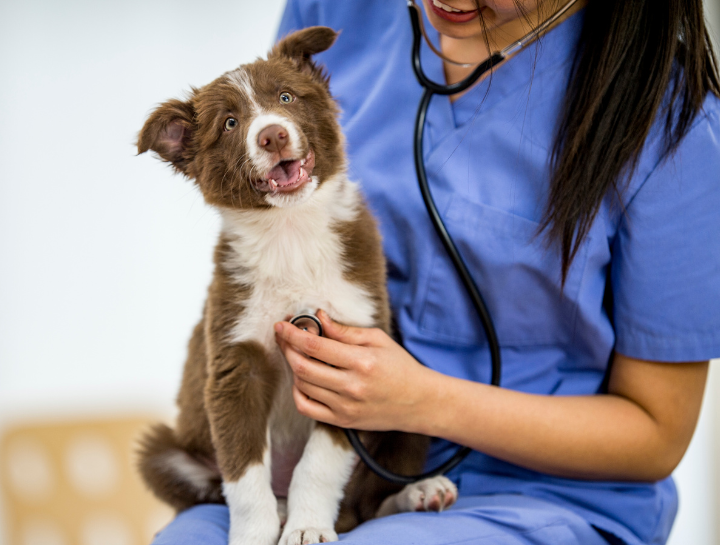 veterinarians Houston
